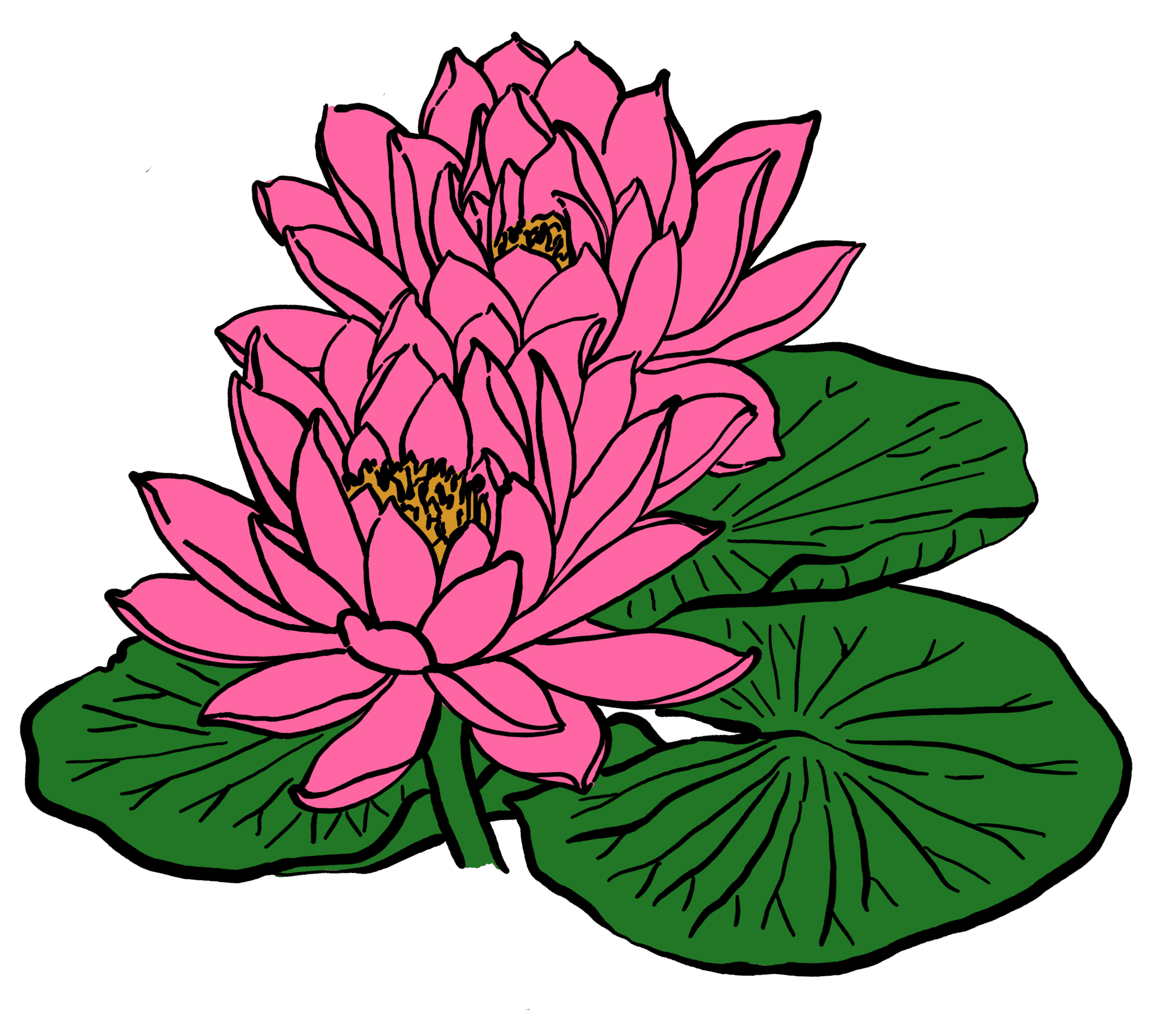 lotus leaf